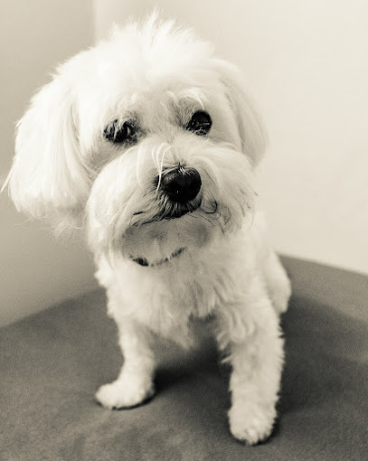 Hundesalon IL CAGNOLINO