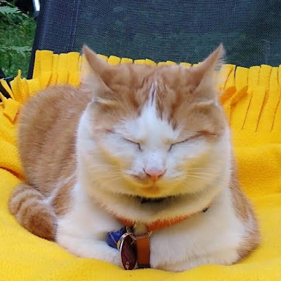 Katzensitter München West