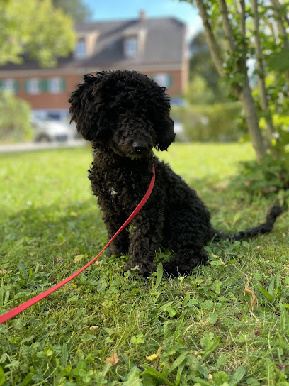 Hundetraining München