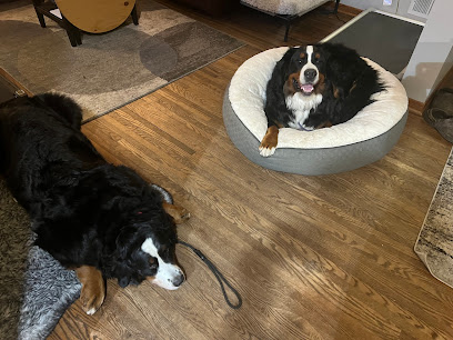 Real Life Dog Training