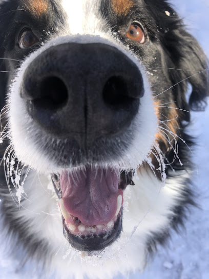Paws Pounding Pavement