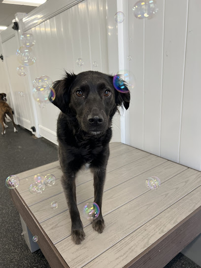 City Paws Pet Club - Dog Daycare, Boarding, Training & Grooming