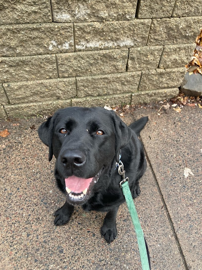 Come, Sit, Stay Dog Walking and Pet Sitting