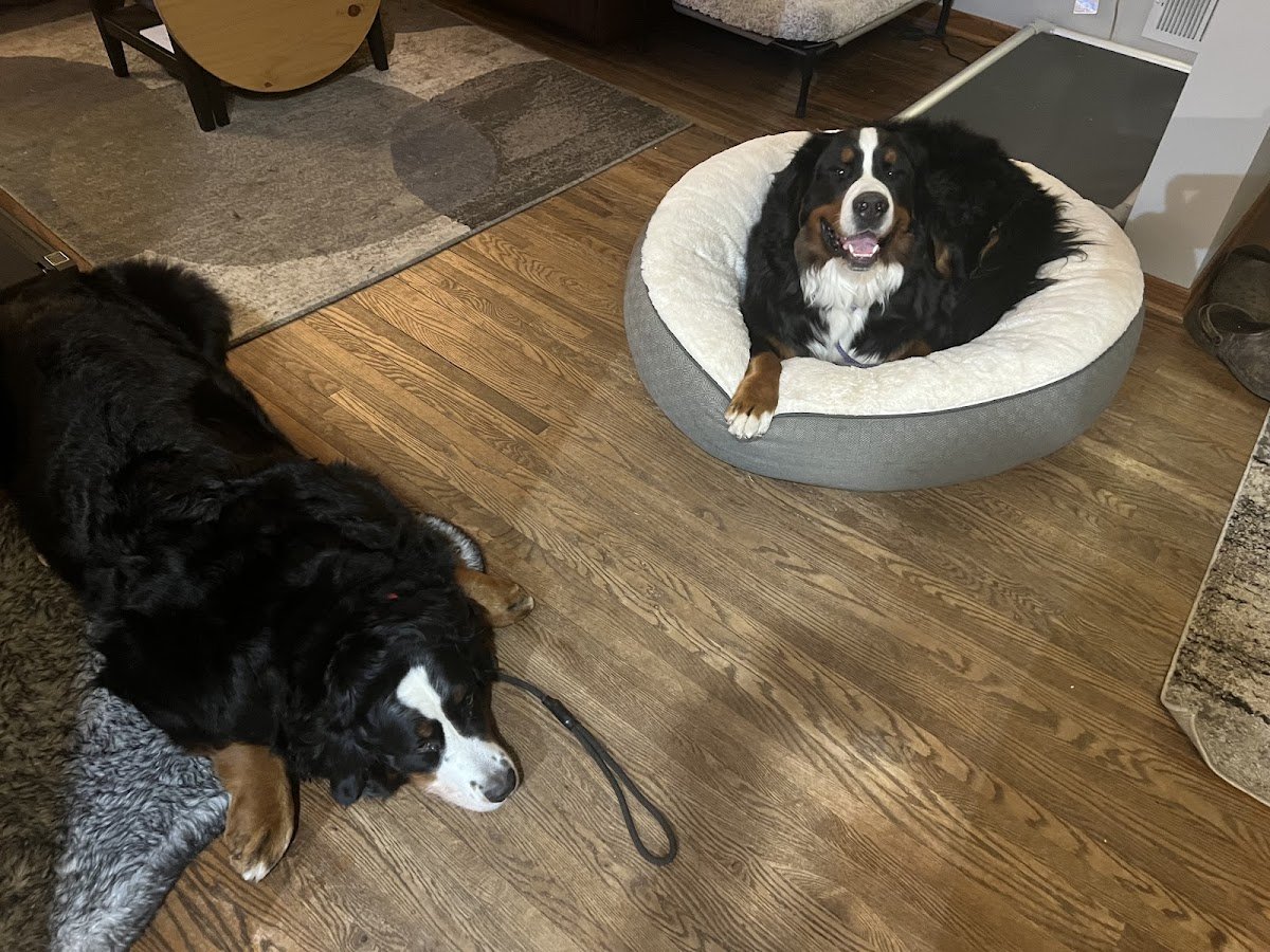 Real Life Dog Training - Photo 2