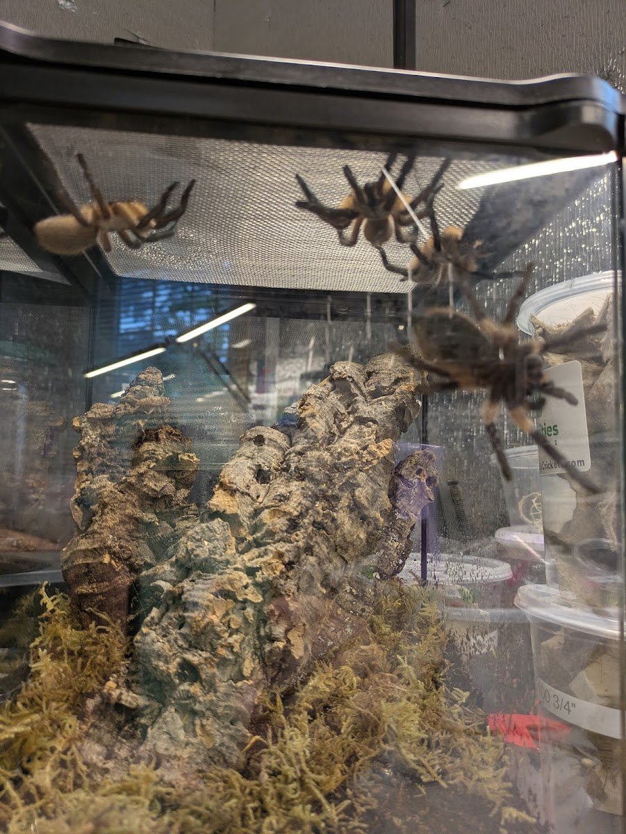 One Love Tarantulas - Photo 2
