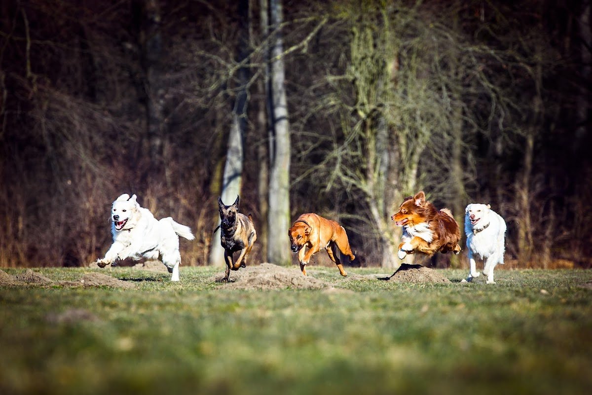 Hundeschule Unitas - Foto 2