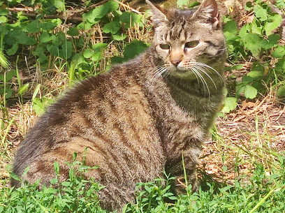 Straßenkatzen Köln e. V.