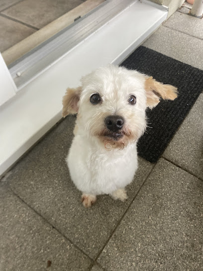 Dein Hundefrisör - Tierhandlung in Köln