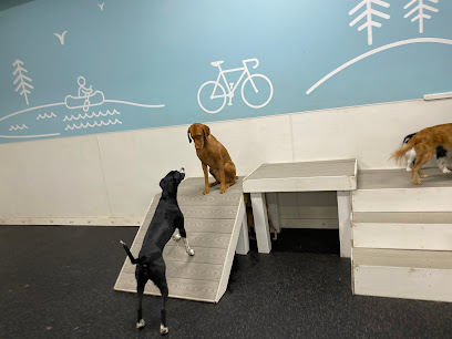 City Paws Pet Club - Dog Daycare, Boarding, Training & Grooming