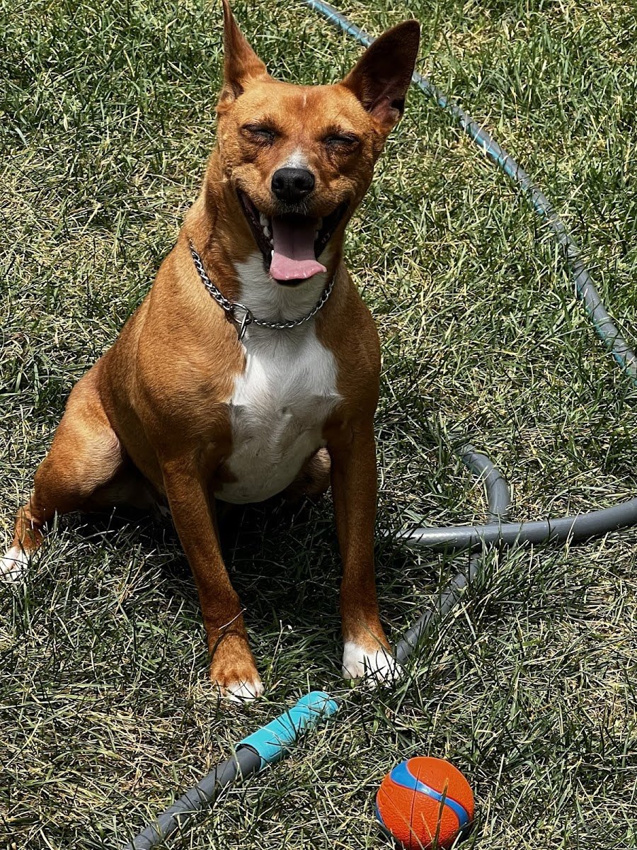 Beyond The Leash LLC - Photo 2