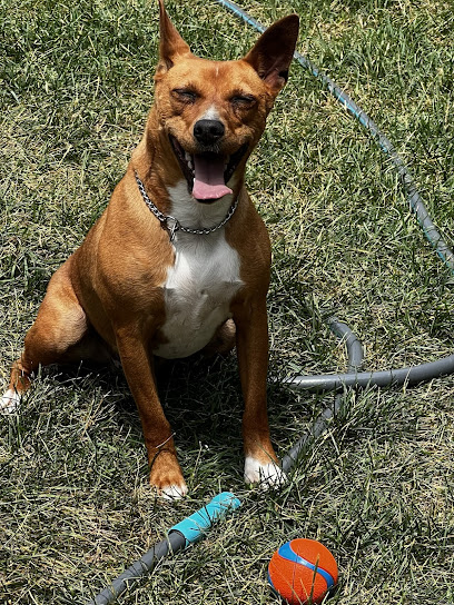 Beyond The Leash LLC