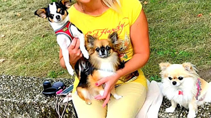 KlaudiasTiersitting & Chihuahua Goldie Huta/Huna/Hundepension für nur 5 Hunde bis 5 kg + Mobil Betreuung für Katzen - Tierhandlung in Köln