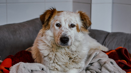 Menschen für Tiere e.V. / Tierheim Köln-Ostheim - Tierhandlung in Köln