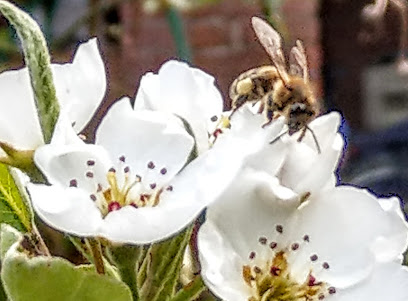 Tierheilpraxis - Op den Rhein,
