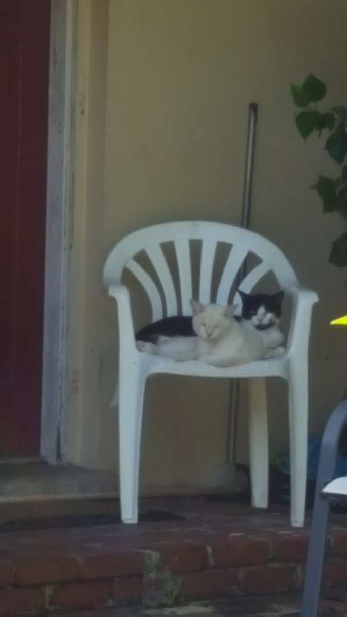 Four Paws Sake - Photo 2