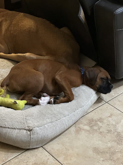 Furever Family Dog Training