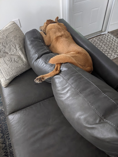 Wags and Wiggles Pet Sitting