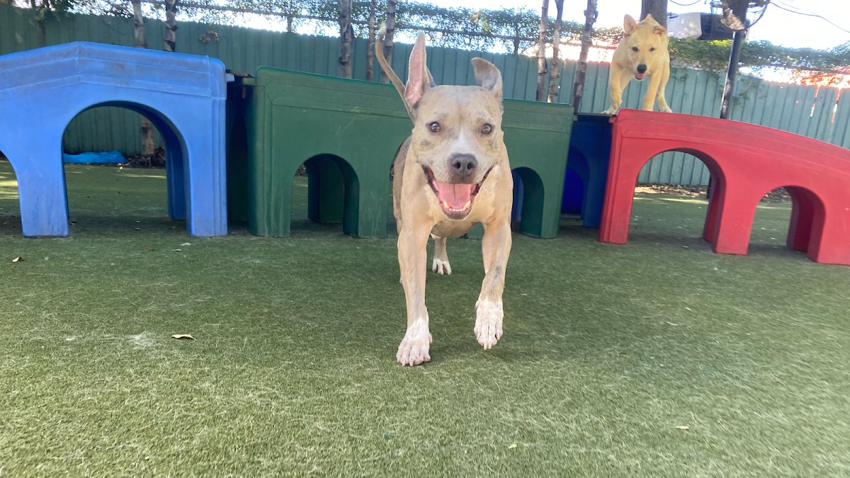 Paws 'n' Rec - Pearl - Photo 2