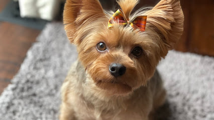 The Velvet Paw Dog Grooming Studio