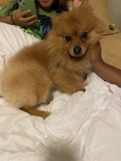 Bamboo Pet Sitting - Need A Pet Sitter