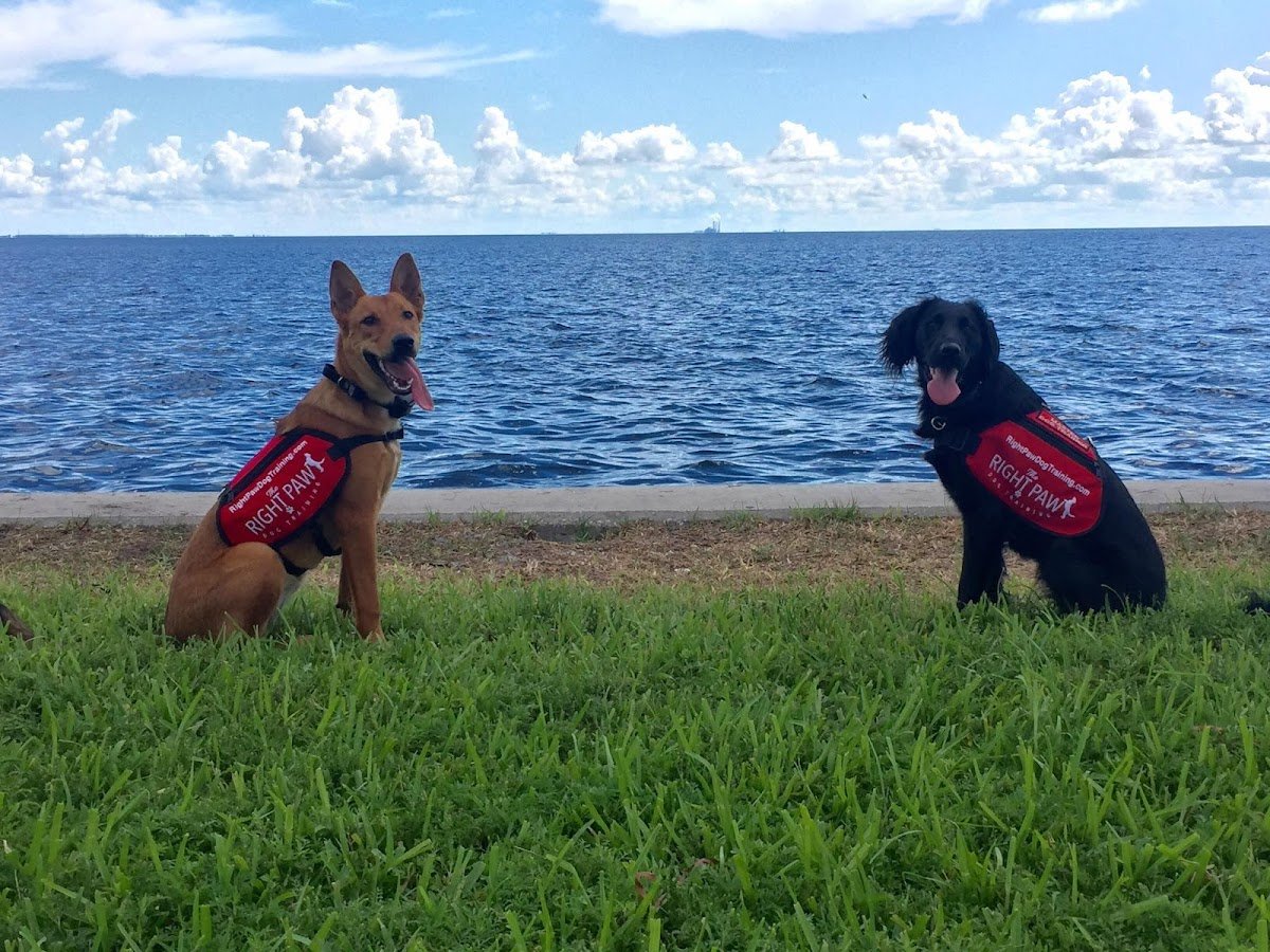 Right Paw Dog Training - Photo 2
