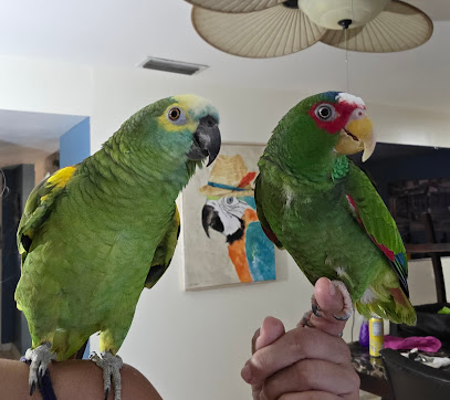 Birds of Paradise Bird Boarding