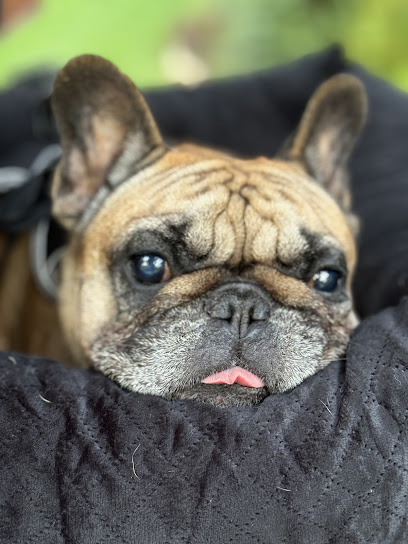 Much Joy Pet Services