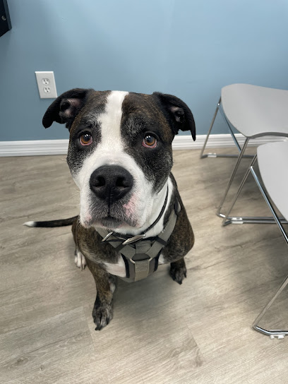 Affordable Pet Hospital