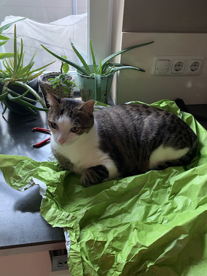 Tierheilpraxis und Ernährungsberatung Fellinghauer