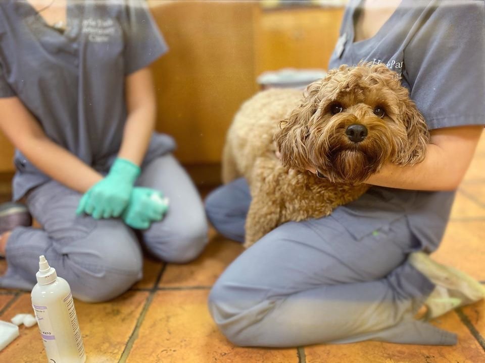 Hyde Park Veterinary Clinic - Photo 2