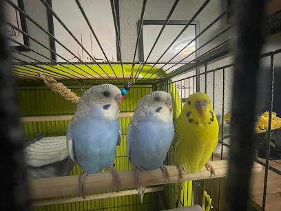 Kölle Zoo Onlineshop