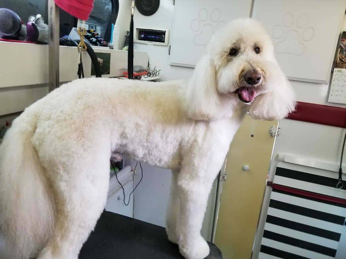 Sudsy Paws Mobile Dog Grooming - Photo 2