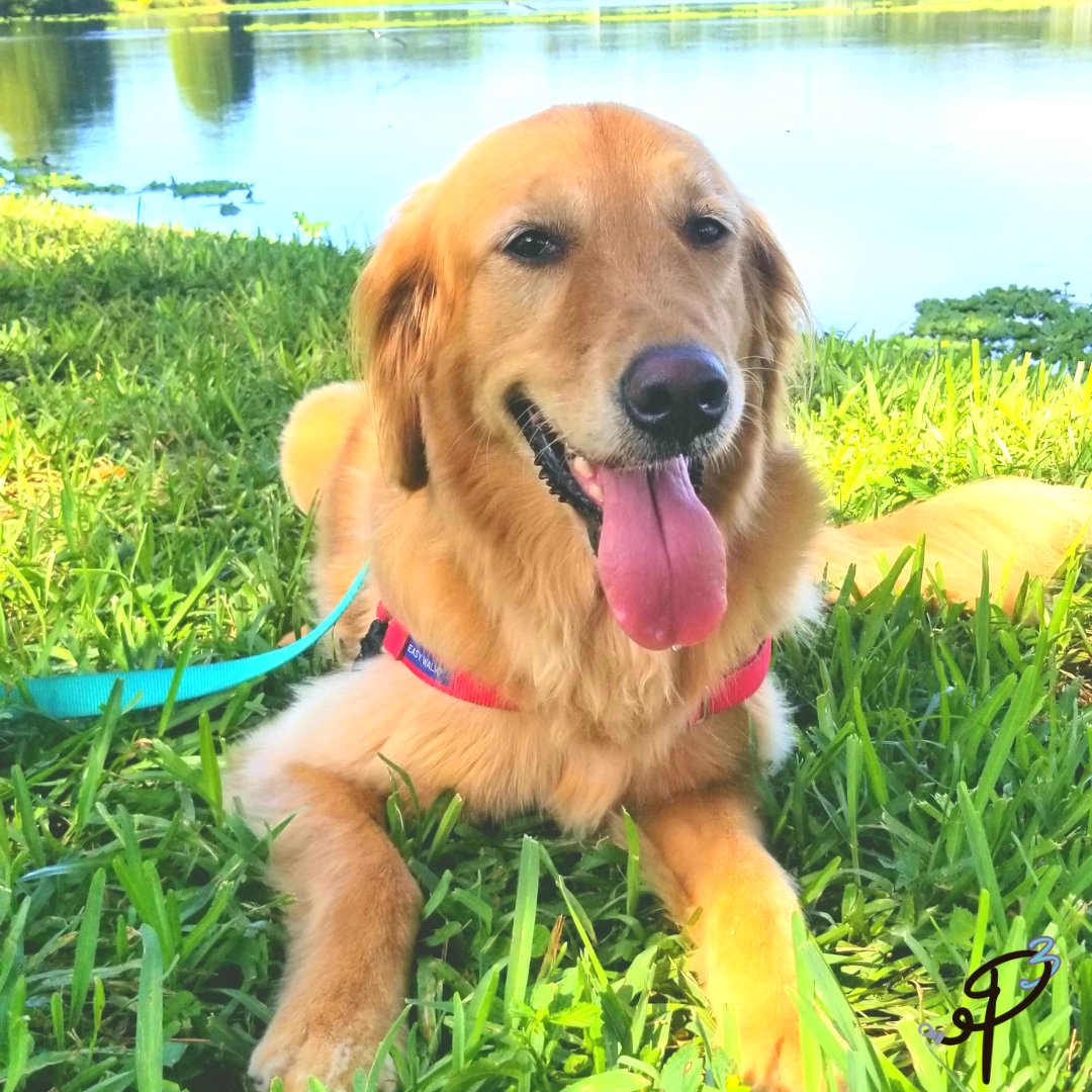 Pitter Patter Paws FL - Photo 2