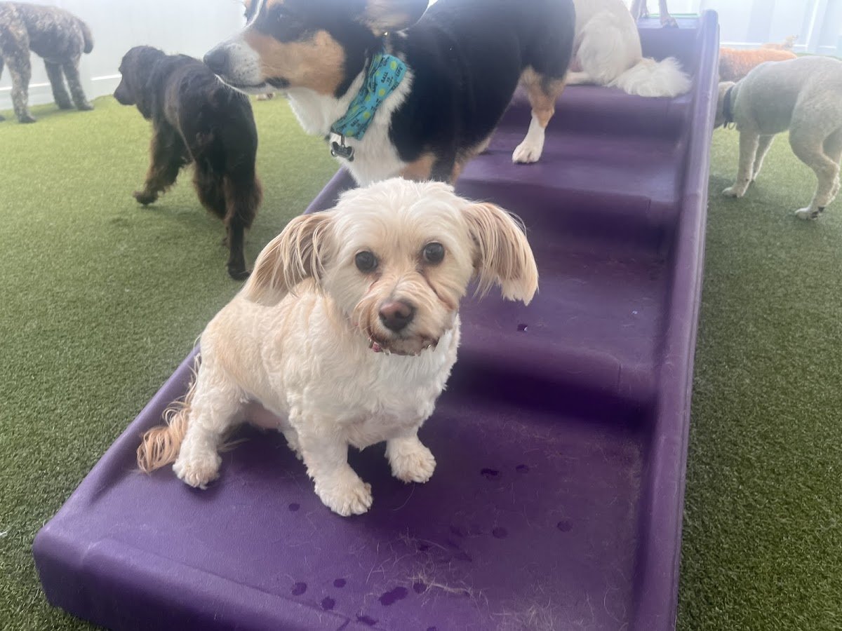 Paws 'n' Rec - Grace - Photo 2
