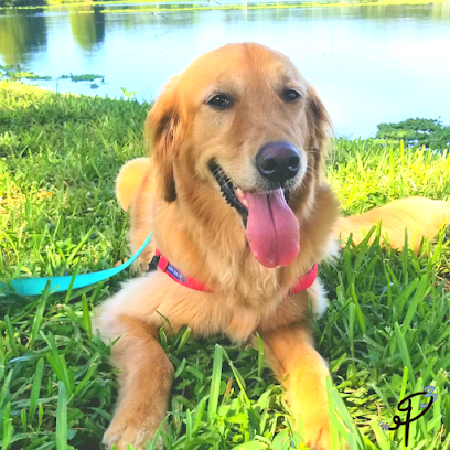 Pitter Patter Paws FL - Pet Shop in Tampa
