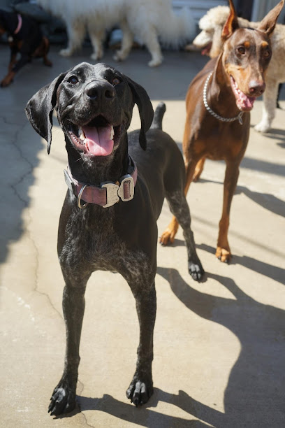 Barks to Riches - Pet Shop in Tampa