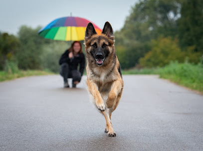 Everyday Dogs Hundetraining