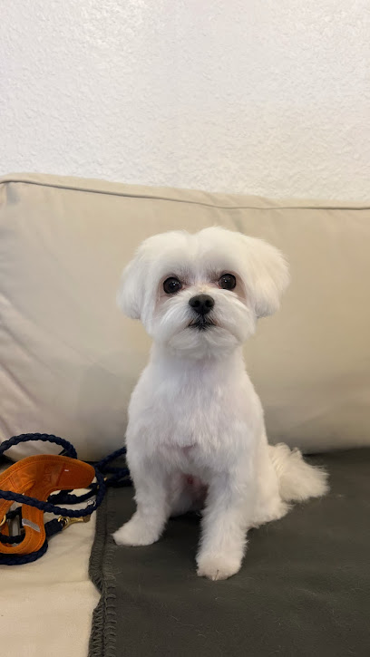 HUNDESALON OH MY DOG! - HUNDEFRISEUR STUTTGART & KATZENSALON OH MY CAT!