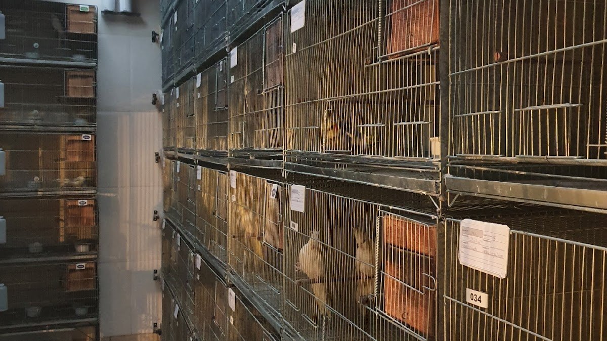 Calopsitas Anchieta-es