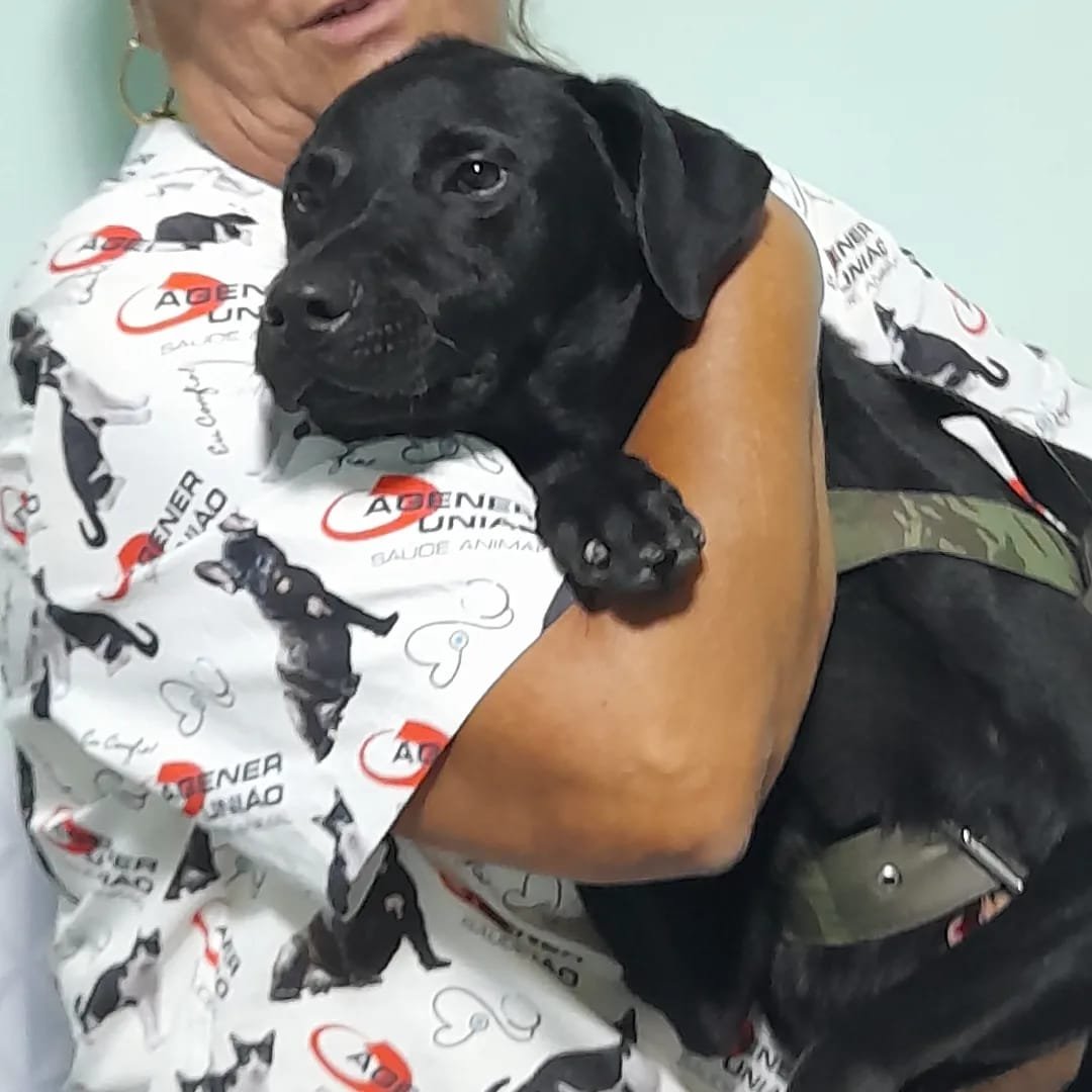 Denise da Costa Molina - Anchieta