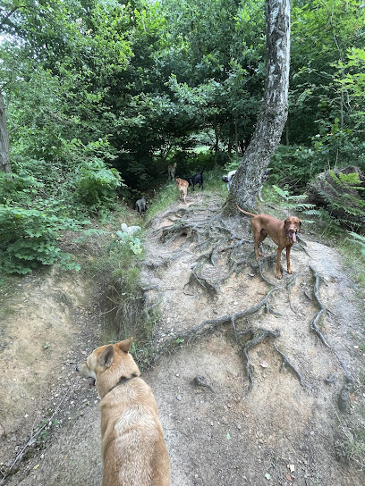 City Dogs Düsseldorf