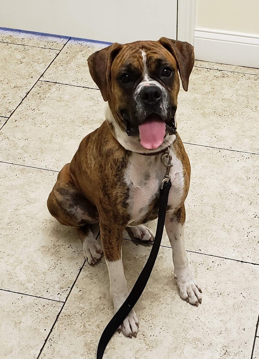 South Tampa Veterinary Care - Photo 2