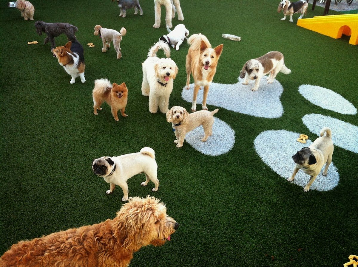 Pilar's Pet Resort - Photo 2