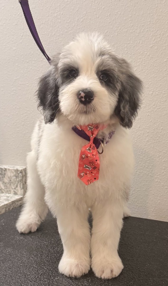 Pawsitive Glow Mobile Grooming Spa - Photo 2