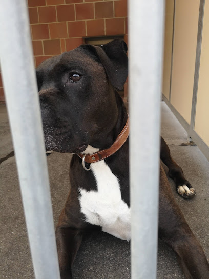 Clara Vahrenholz Tierheim