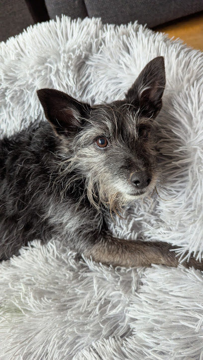 Schön geföhnt - Mobiler Hundesalon - Tierhandlung in Düsseldorf