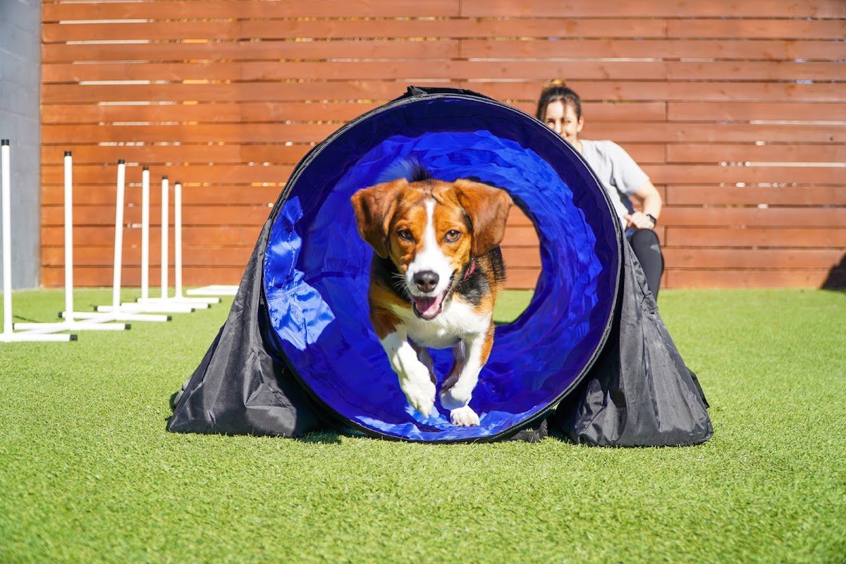 Paws 'n' Rec - Lemon - Photo 2