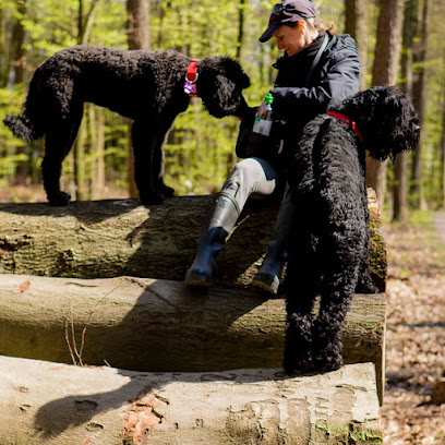 Mobile Hundeschule Düsseldorf (Hundetraining & Hundebetreuung) Für Düsseldorf und Umgebung - Tierhandlung in Düsseldorf