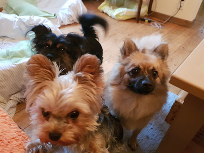 Private Hundepension in Köln und Bergheim - Tierhandlung in Düsseldorf