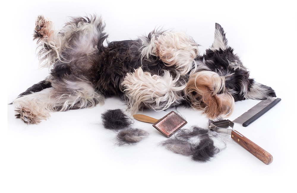 CITY DOGS LEIPZIG - Hundesalon - Hunde & Katzenfriseur - Foto 2